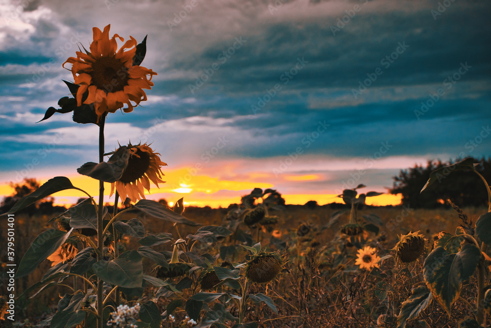 do you know why the flowers never bloom? Stock Photo Adobe Stock