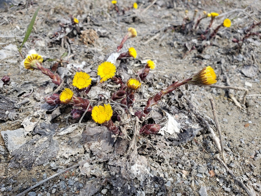 A yellow flowered plant called Tussilago Farfara, commonly called Coltsfoot. It was once used medicinally to treat cough, but it was discovered that it caused liver damage.