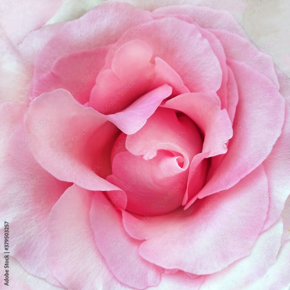 rosebud opened pink, close-up, top view rosebud opened pink, close-up, top view