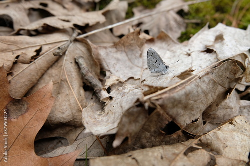 A moth is sitting landed in a pile of dead dry leaves. The insect has black spots on a white body.