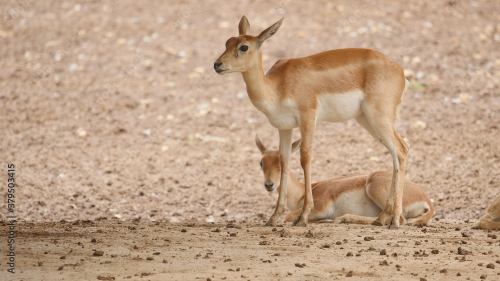 beautiful antelope in in the indian wildlife , animals from india , deer in inida beautiful antelope in in the indian wildlife , animals from india , deer in inida