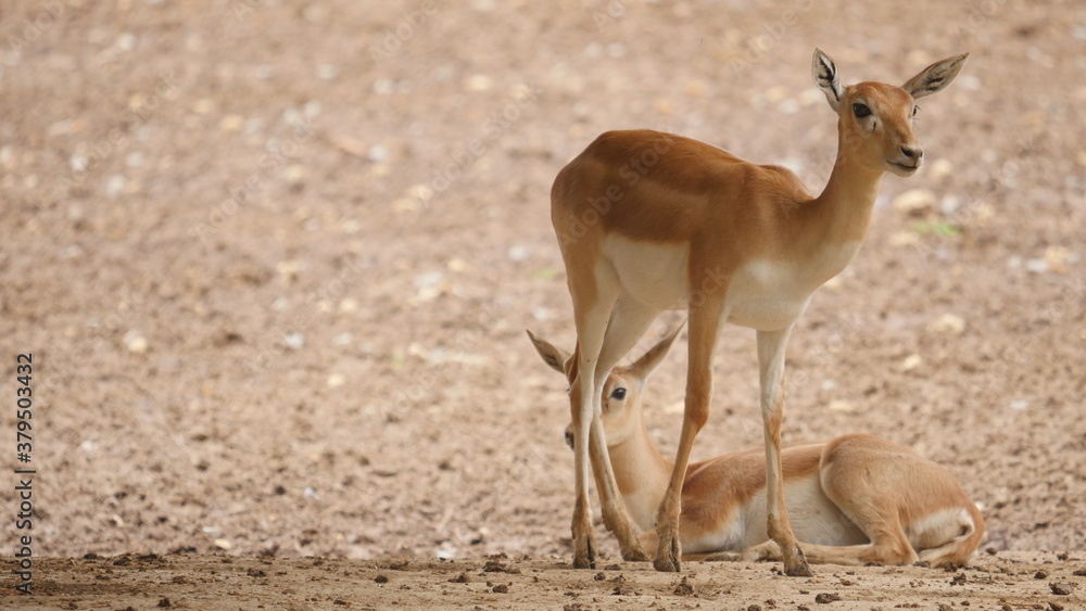 beautiful antelope in in the indian wildlife , animals from india , deer in inida  