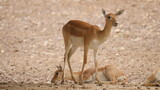 beautiful antelope in in the indian wildlife , animals from india , deer in inida  