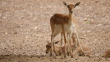 beautiful antelope in in the indian wildlife , animals from india , deer in inida  