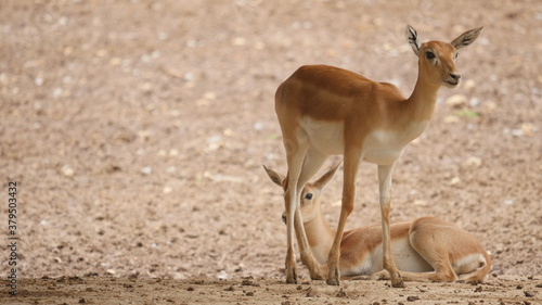 beautiful antelope in in the indian wildlife , animals from india , deer in inida 
