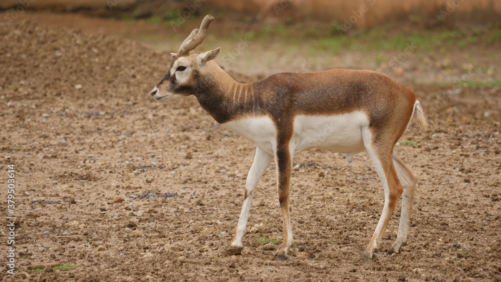 rare and beautiful breed of deer called black buck in indian wildlife rare and beautiful breed of deer called black buck in indian wildlife