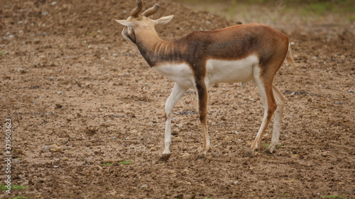 Podobny obraz