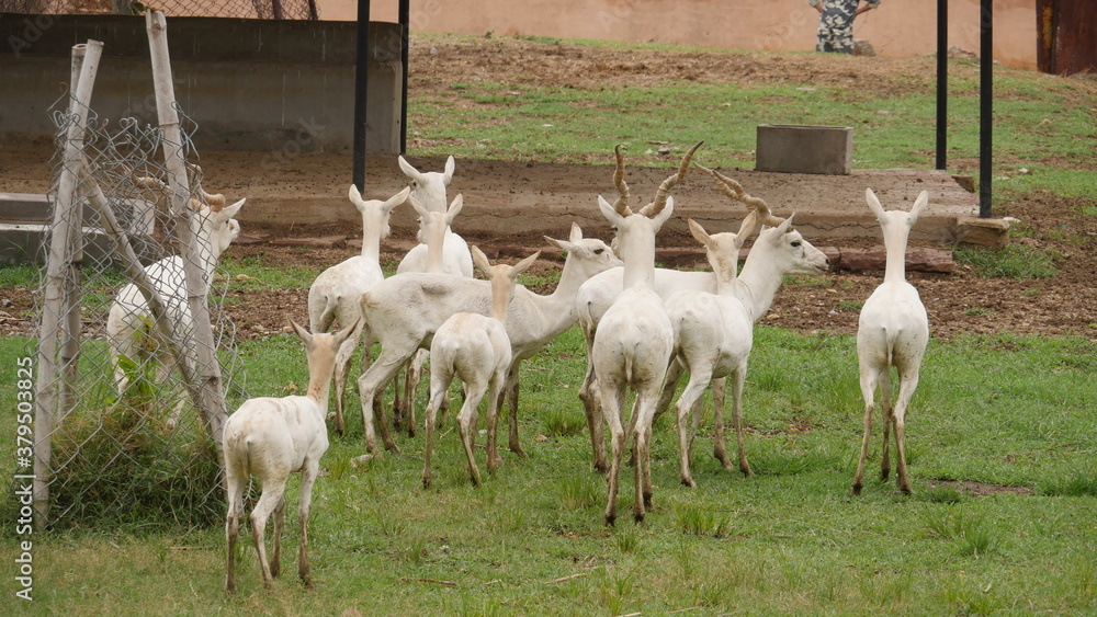 Obraz premium rare white deer breed in india , wildlife of india , animals in india , deer in india 