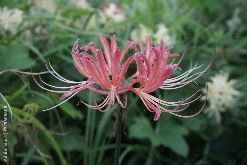 Beautiful cluster amaryllis blooming on the road