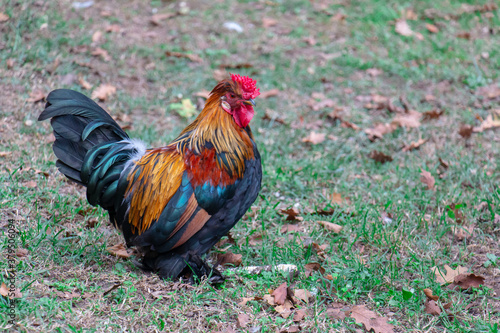 Beautiful rooster © Tunahan