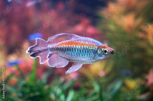 The Congo tetra fish (Phenacogrammus interruptus) is a species of fish in the African tetra family, found in the central Congo River Basin in Africa. Famous aquarium ornamental fish. Soft focus