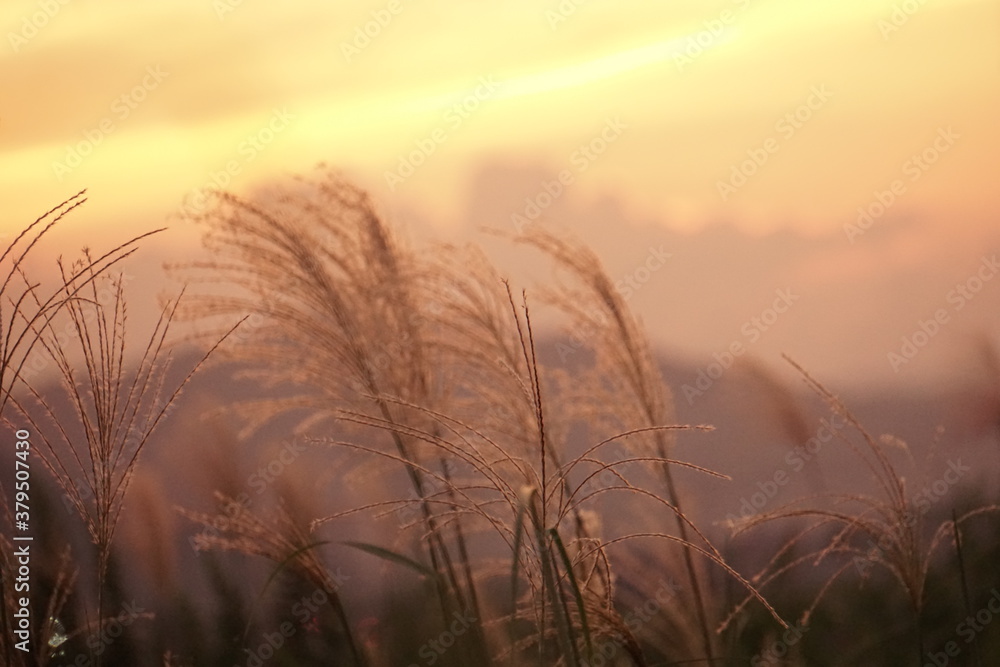 Obraz premium 秋の風景