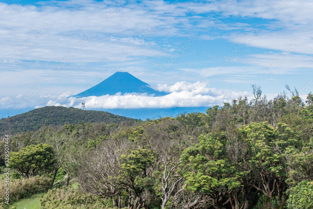 【静岡県伊豆半島】秋の高原風景【伊豆山稜線歩道・富士山】