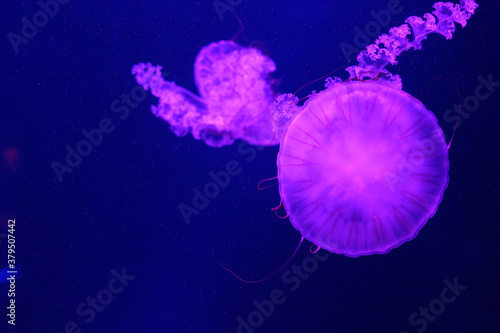 jelly fish in aquarium