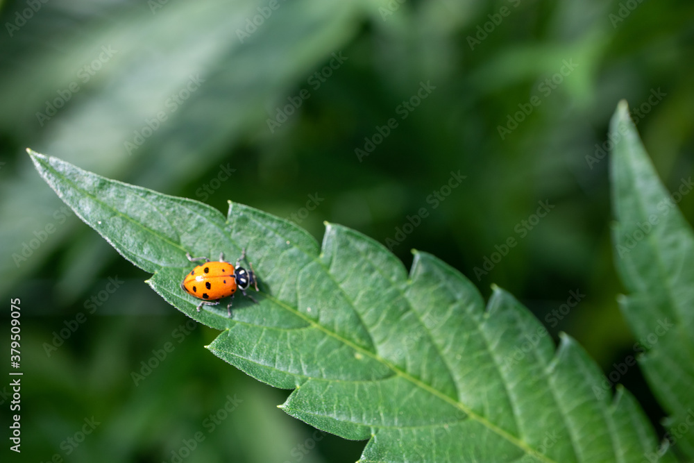 Fototapeta premium Lady Bug on a Cannabis Leaf (Macro)