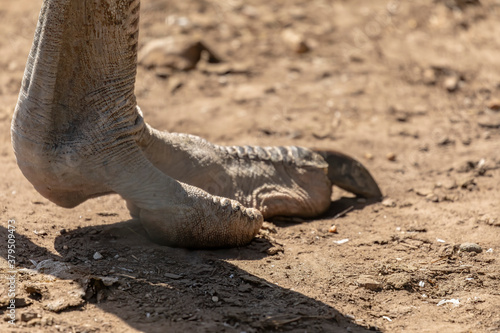 Detail two strong fingers leg of African ostrich.
