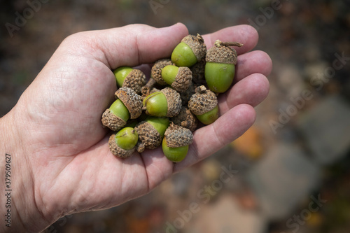 Green Acorns from an Oak Tree in Autumn