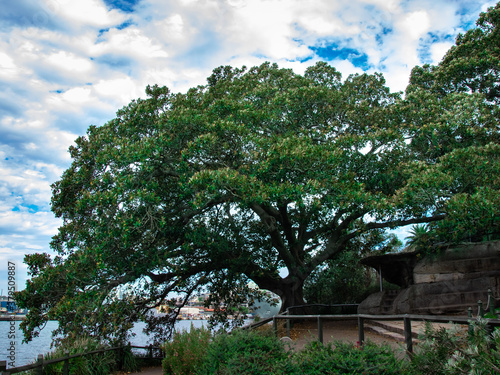 Large fig tree in sydney gardens on the harbour Australia