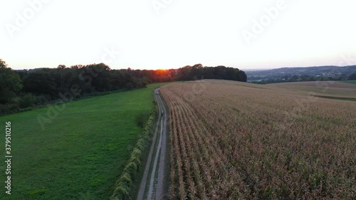 A men walking through the corn fields in the Netherlands during Covid-19. Shot was captured during golden hour with the DJI Mavic Pro 2. photo