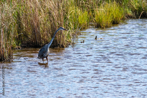 great blue heron