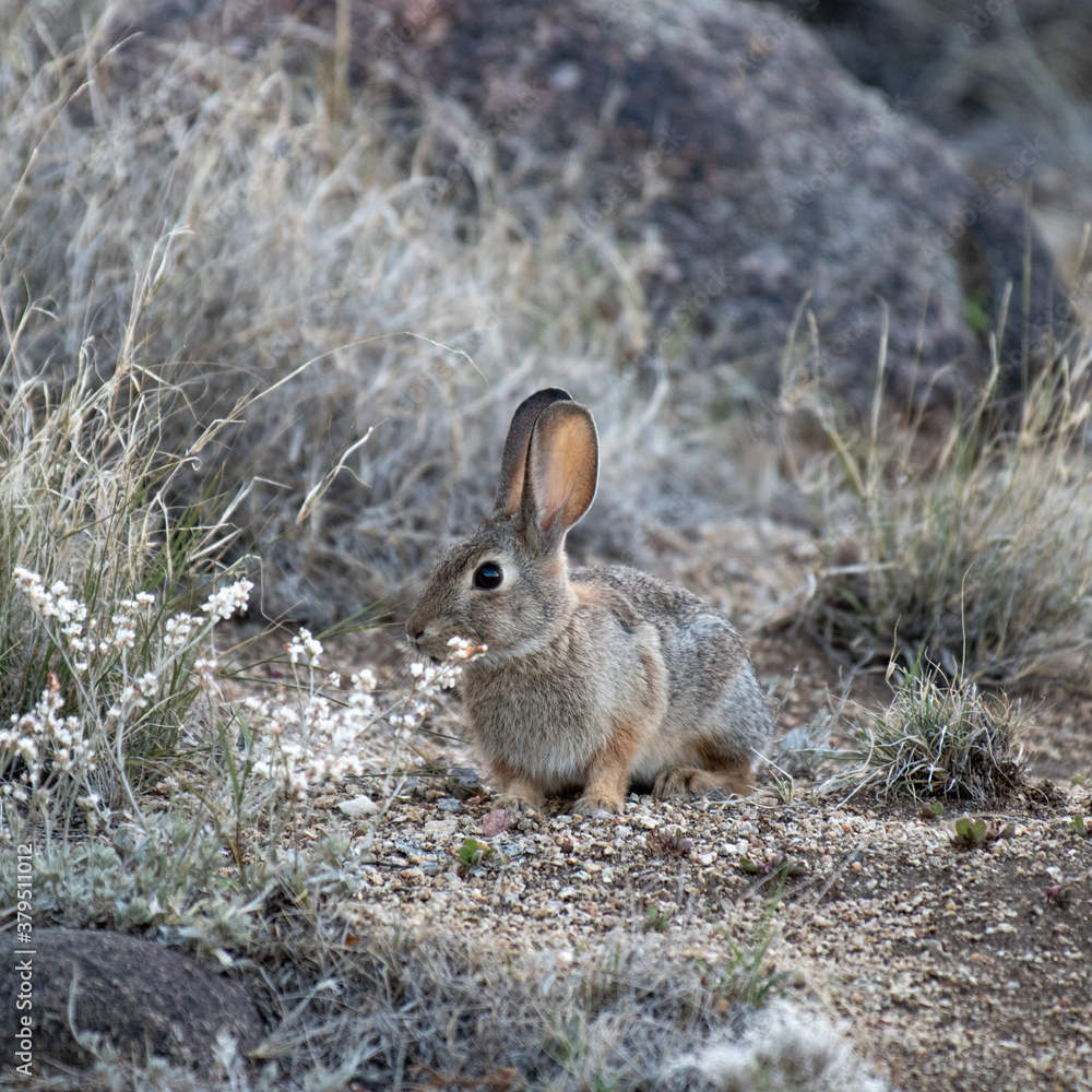 Fototapeta premium Morning rabbit
