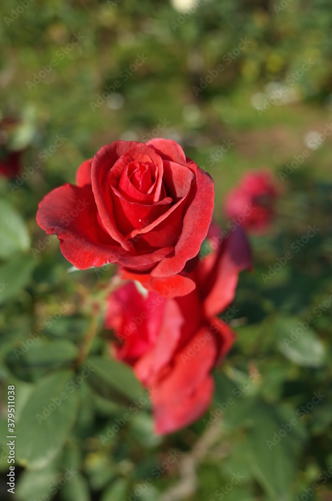 Red Flower of Rose 'Simon Bolivar' in Full Bloom
Red Flower of Rose 'Simon Bolivar' in Full Bloom