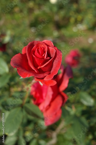 Red Flower of Rose 'Simon Bolivar' in Full Bloom 