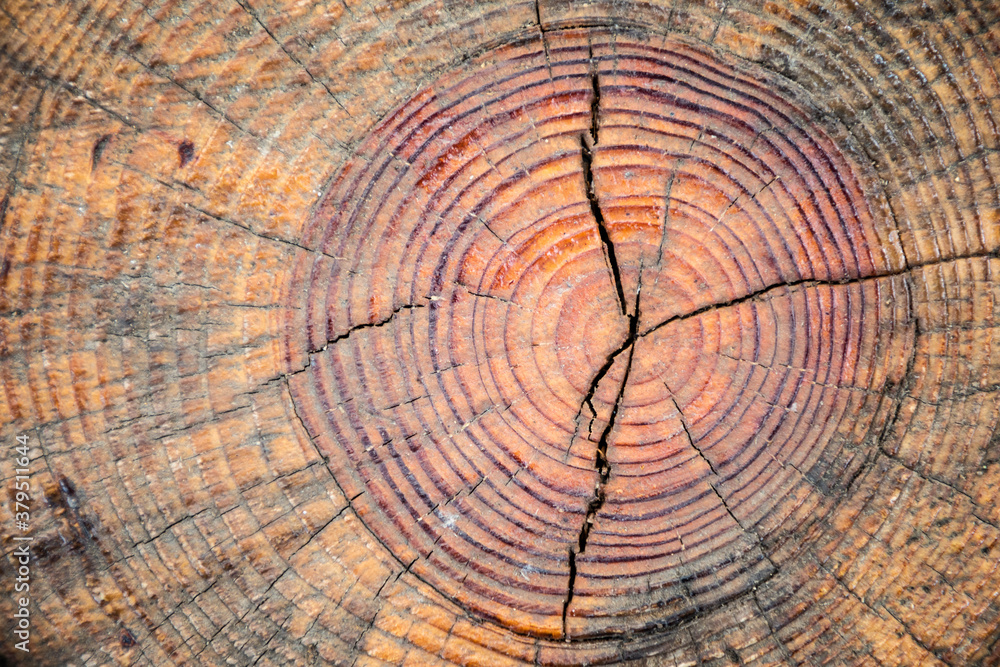 Fototapeta premium Rough old tree growth ring texture