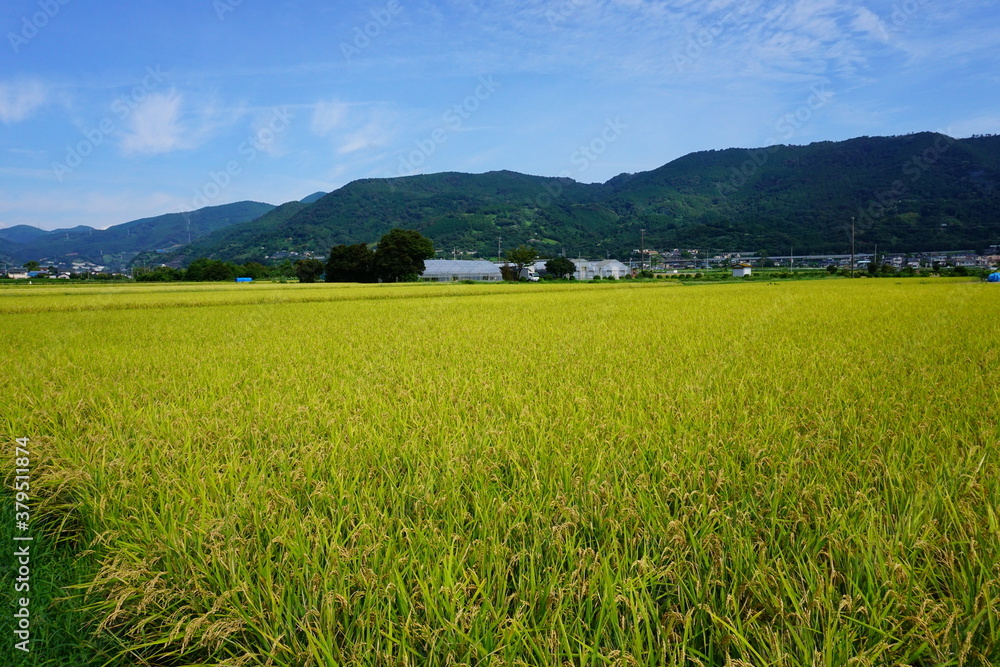 Fototapeta premium 収穫直前の黄金色の稲穂