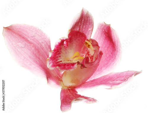 pink Orchid closeup