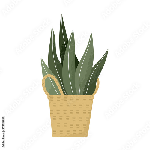 Potted Indoor leaves in rattan natural pot modern house plant hand drawn vector illustration.