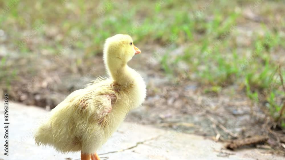 Fluffy baby goose eating grass with parent. Fluffy baby goose eating grass with parent.