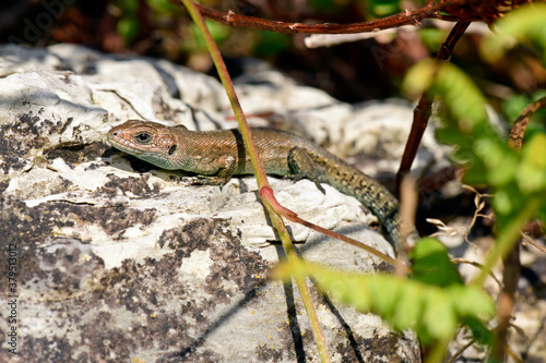 junge Waldeidechse (Zootoca vivipara) - young Viviparous lizard  photo