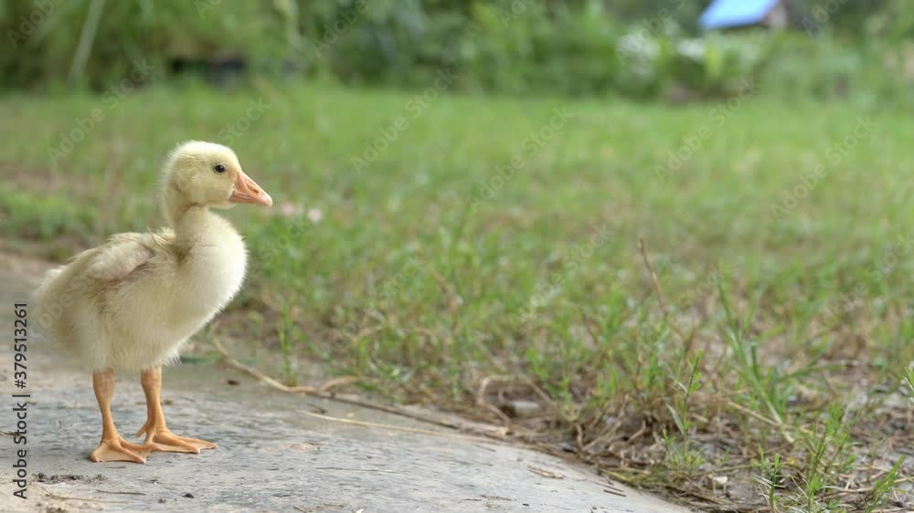Fluffy baby goose eating grass with parent. Fluffy baby goose eating grass with parent.