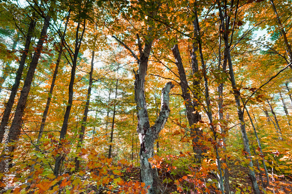 Autumn and fall landscapes in rural Ontario Canada just within the boundaries of Puzzle Lake Provincial Park. A quiet stroll through the leaves and sunlit hiking trails. Autumn and fall landscapes in rural Ontario Canada just within the boundaries of Puzzle Lake Provincial Park. A quiet stroll through the leaves and sunlit hiking trails.