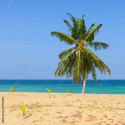 Fototapeta Naklejka Na Ścianę i Meble -  Tropical Beach with Coconut Palm Trees and blue sky