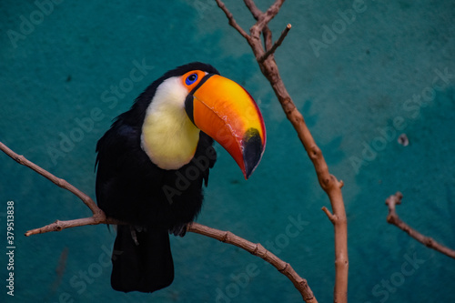 Toucan at the Bronx Zoo, New York City 