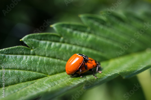 Two Lady Bugs Mating on a Cannabis Leaf (Macro) © Xhico