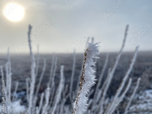 frost on the grass