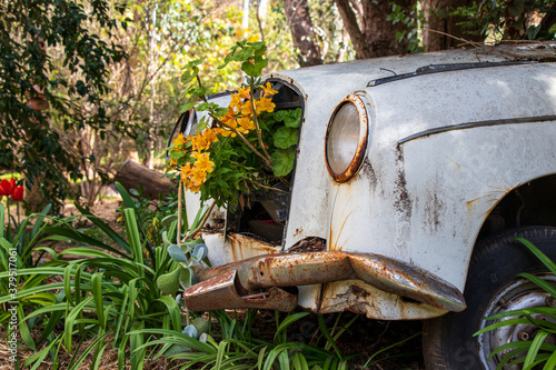 An old rusty car decorated with flowering plants, a creative garden landscape idea.