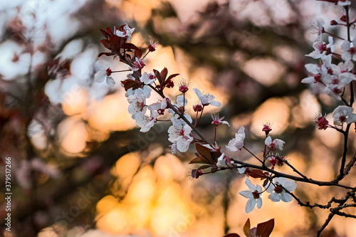 A blossoming plum tree branch against sunset coloured sky.