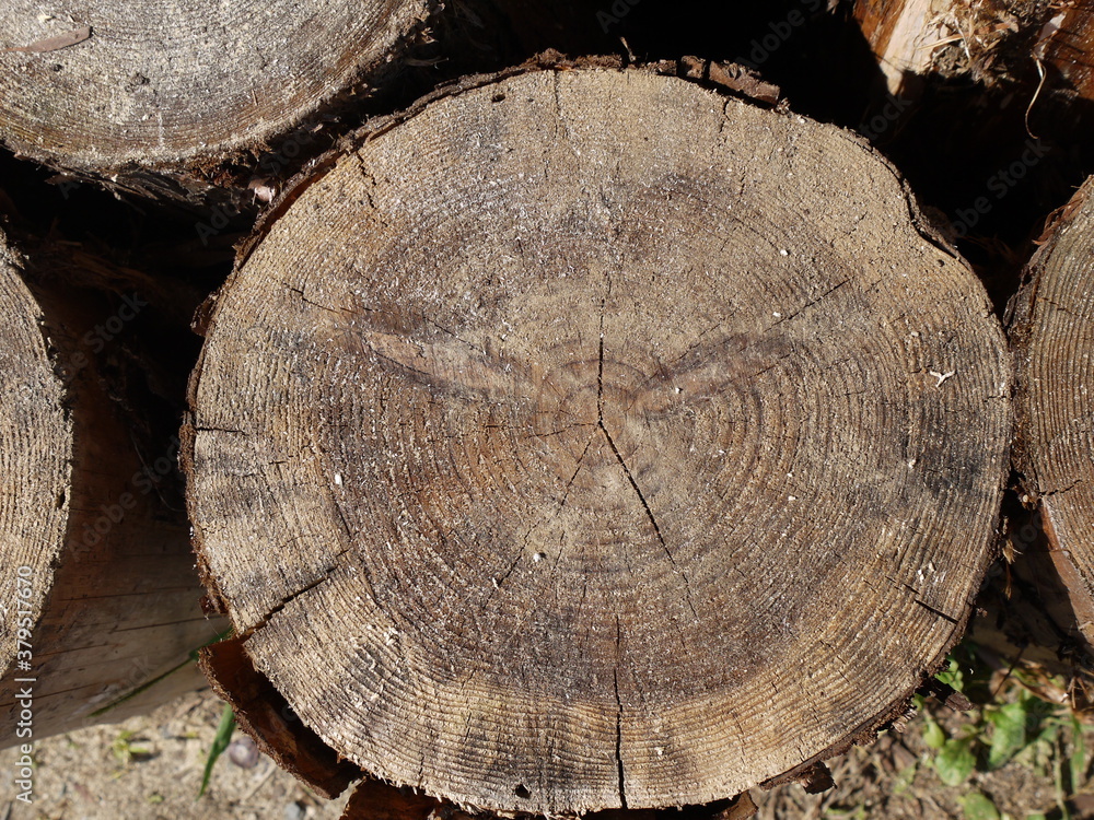 Naklejka premium 木材 断面