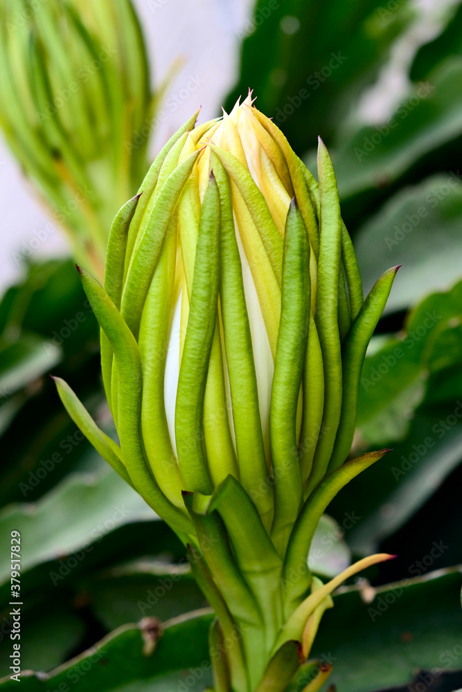 A bud ready to open, Pitaya plant (Hylocereus undatus). A bud ready to open, Pitaya plant (Hylocereus undatus).