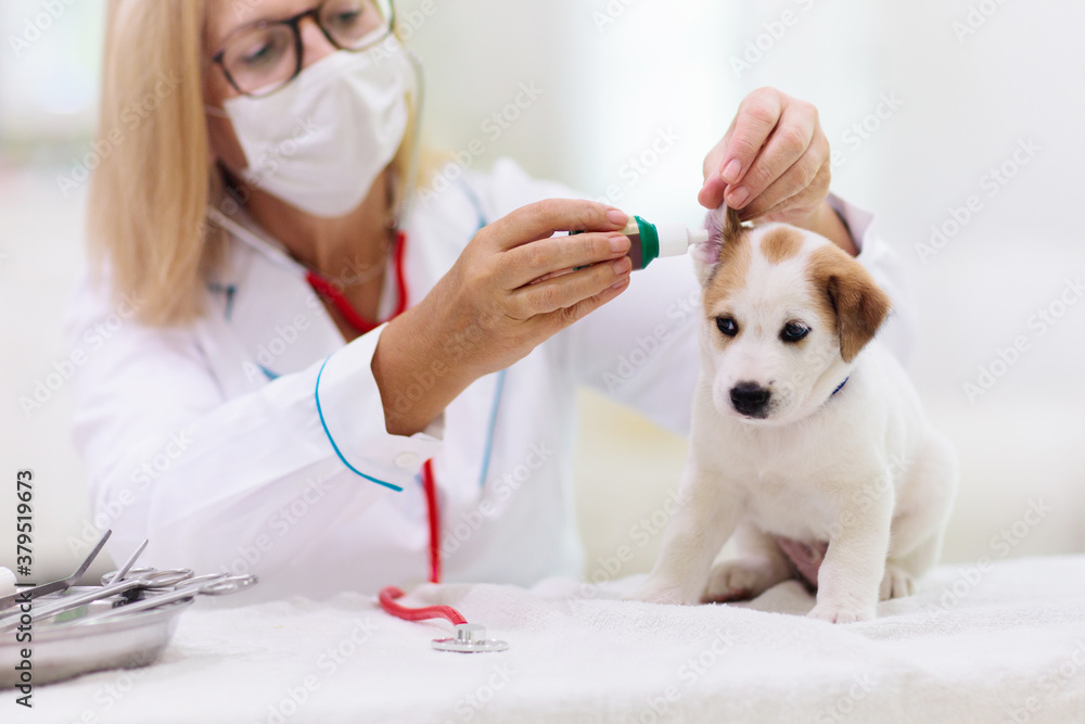 Vet examining dog. Puppy at veterinarian doctor. Vet examining dog. Puppy at veterinarian doctor.
