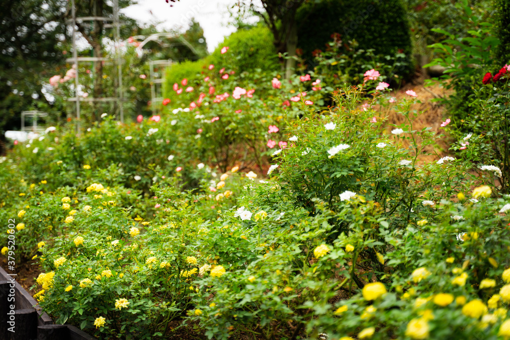 Unexplored region of the rose garden in Tohoku Unexplored region of the rose garden in Tohoku