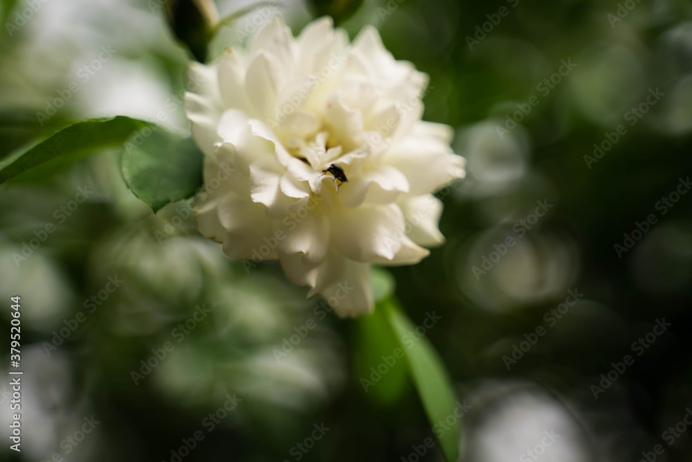 Unexplored region of the rose garden in Tohoku Unexplored region of the rose garden in Tohoku