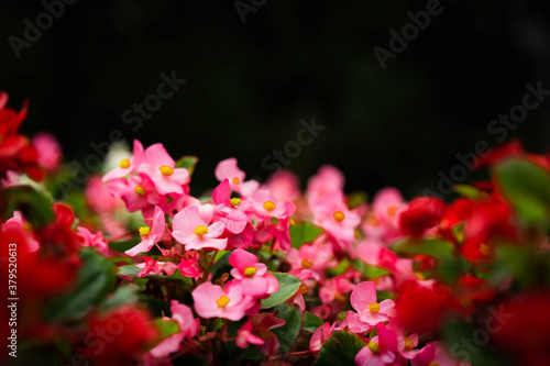 Unexplored region of the rose garden in Tohoku