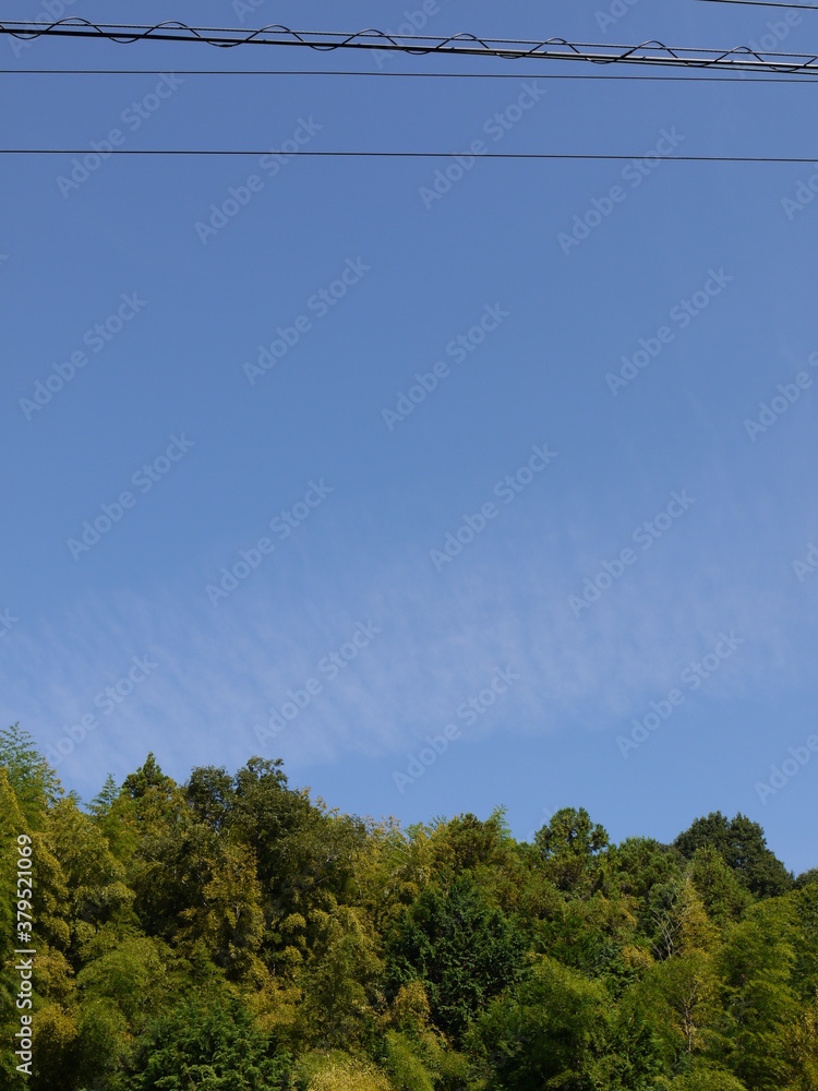 Fototapeta premium 空 竹林