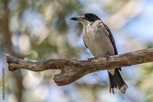 Grey Butcher Bird perched on tree branch