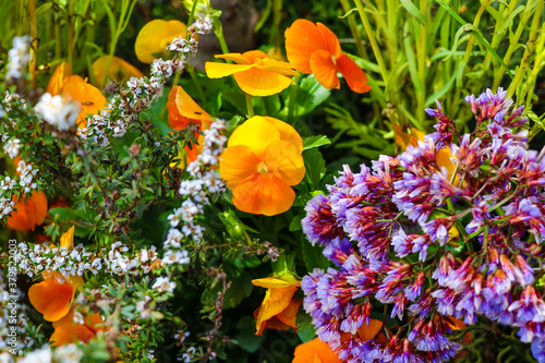 Sunlit, cheerful orange pansy flowers in the garden.